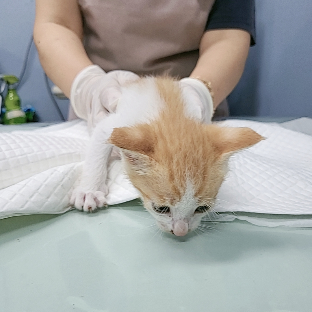 보호중 한국 고양이…